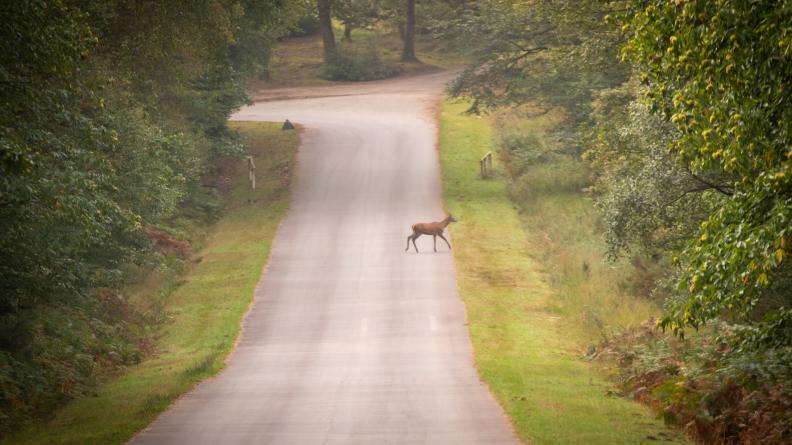 Un cervidé aux abords du Bois du Loup  