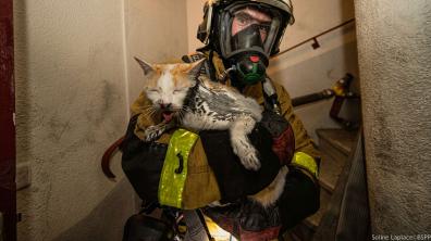 Sapeur-pompier de Paris sauvant un chat des flammes lors d'un feu d'immeuble à Noisy-le-Grand